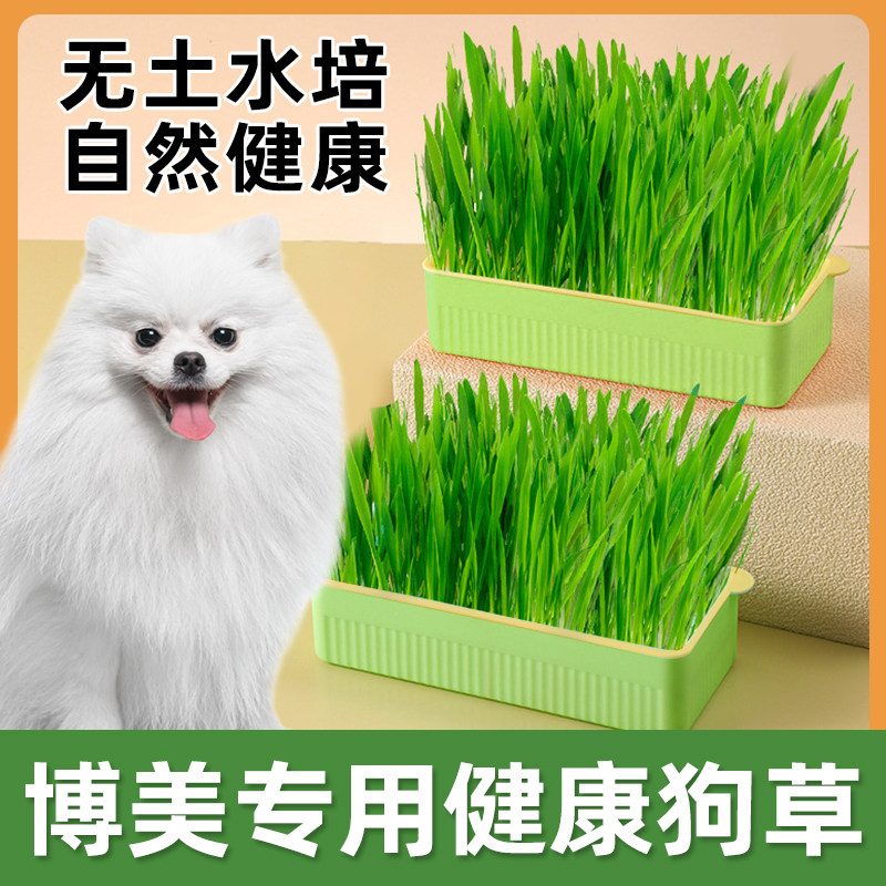 博美专用狗草狗可以吃的草狗狗食用草宠物排毛球无土育苗盘盆栽