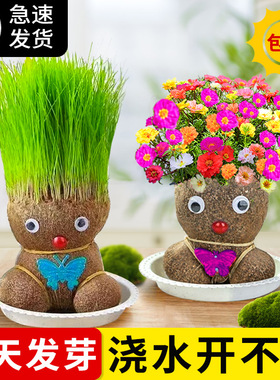 长草娃娃草头开花小盆栽植物头上头顶浇水种草幼儿园儿童水培绿植