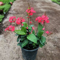 红色红雪花苗耐热长势快多年生室外阳台庭院植物易养蓝雪花白雪花