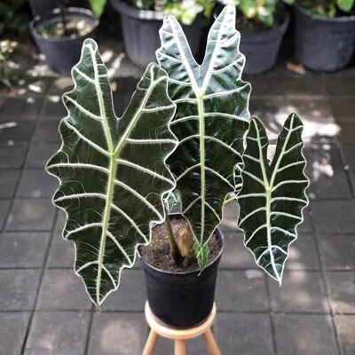 亚马逊海芋盆栽室内客厅好养观叶植物黑叶观音莲非洲面具网红绿植