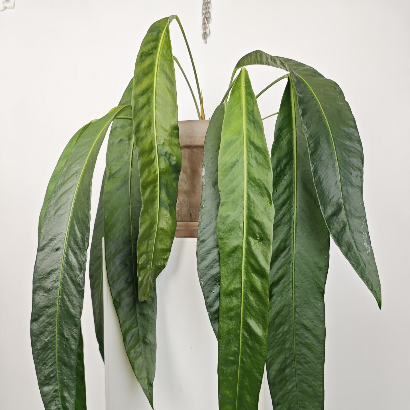 豌豆荚领带花烛稀有热带观赏植物室内观叶可垂吊植物室内盆栽