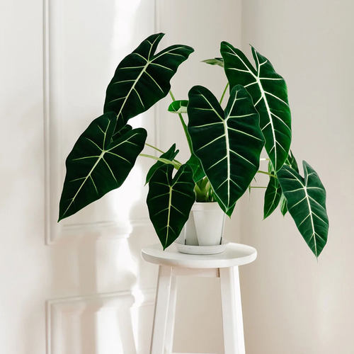 绿天鹅海芋室内庭院耐热观叶植物