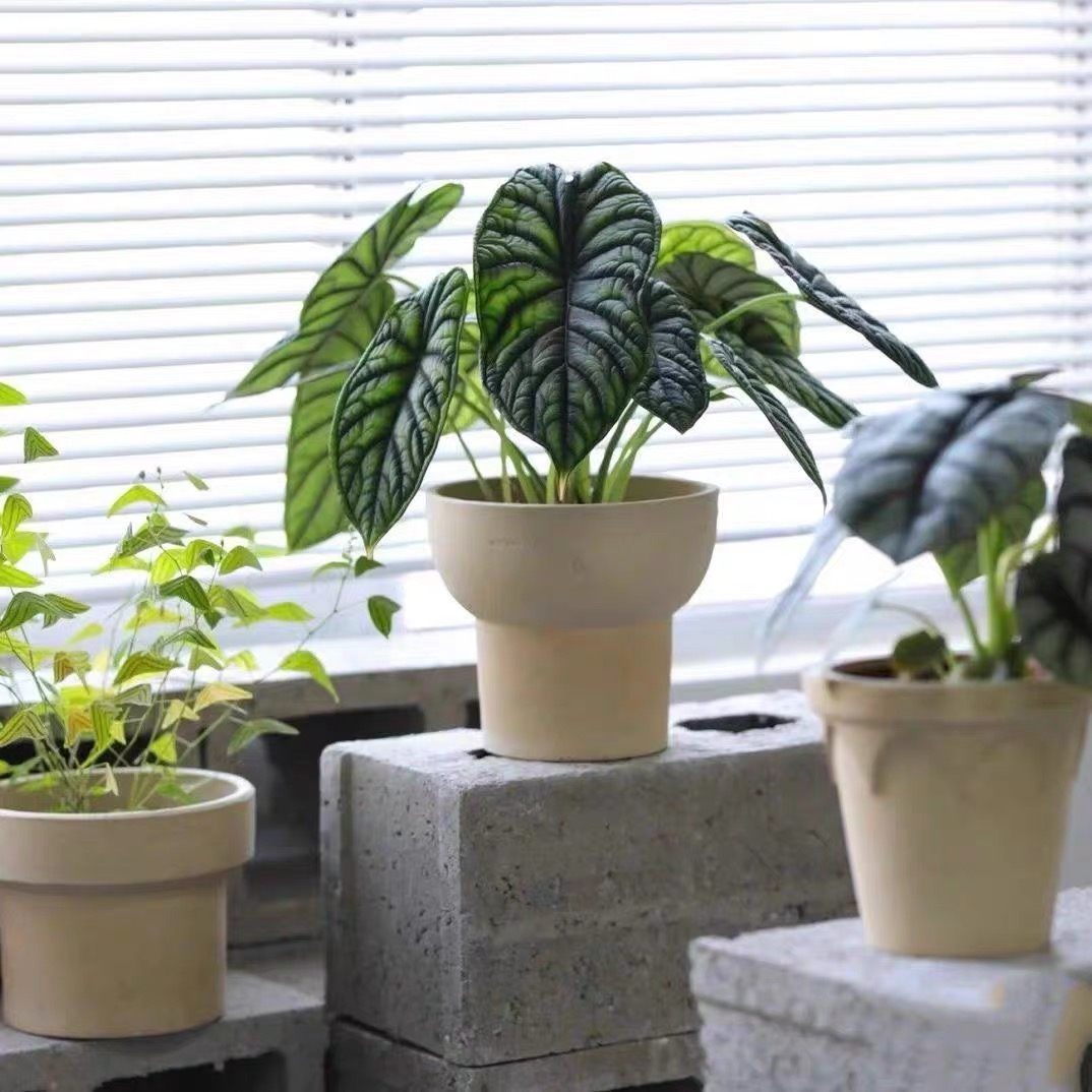 龙鳞海芋盆栽室内桌面绿植