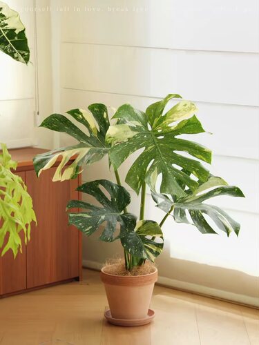 洒金龟背竹苗盆栽室内客厅办公室桌面绿植花卉植物懒人好养活