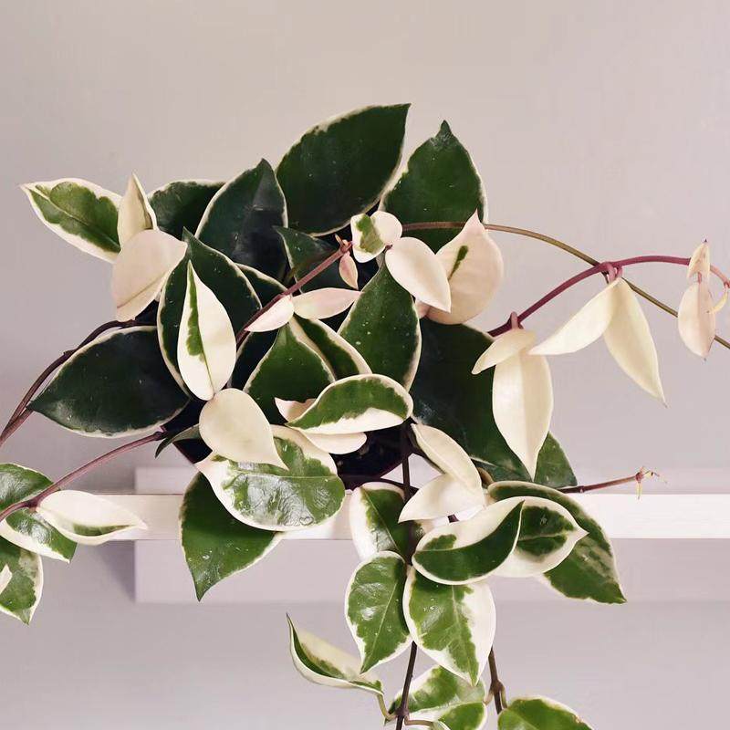 花叶球兰粉色锦色球金边花卉绿植阳台垂吊攀援开花植物室内盆栽,鲜花速递/花卉仿真/绿植园艺,绿植,淘宝优惠券,粉丝福利购,淘宝优惠卷