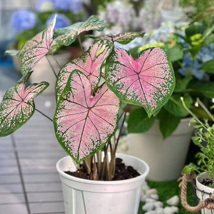 粉色飞溅彩叶芋盆栽室内阳台耐热喜阳观叶多年生好养活绿植花卉