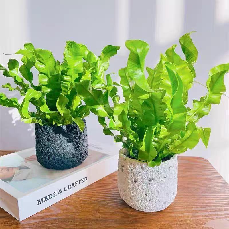 火焰鸟巢蕨盆栽室内植物绿植