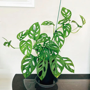 米歇尔仙洞龟背竹洞洞芋多孔垂藤耐阴办公室内盆栽除甲醛净化空气