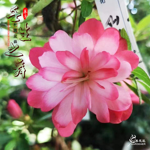 稀有名贵品种皋月杜鹃壬生之舞