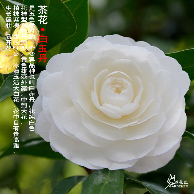 白玉丹山茶花东方亮白色老桩盆景好养的茶花庭院花园花卉盆栽树苗