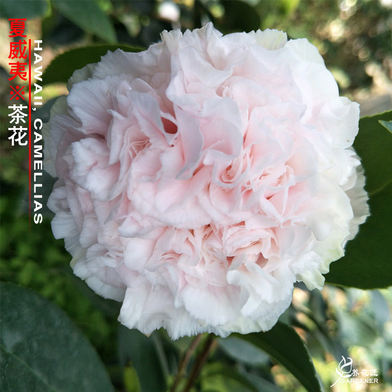 夏威夷牧童之神茶花盆栽稀有名贵品种花卉树苗室内外花园好养植物