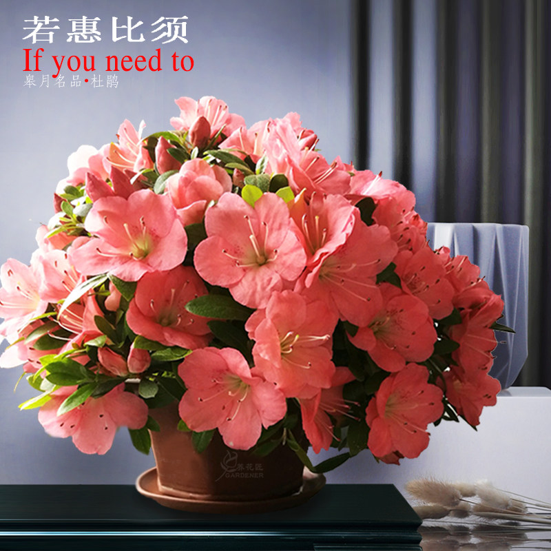 若惠比须日本皋月杜鹃春娟夏娟东娟名贵品种花卉盆栽树苗耐寒好养 - 实物图
