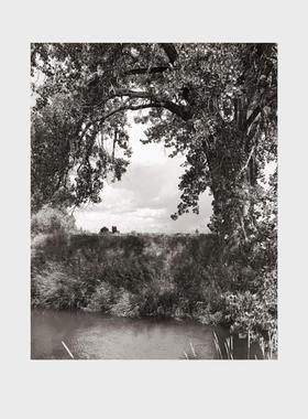 现货 Robert Adams: Cottonwoods 罗伯特亚当斯:棉白杨 摄影作品集 树木摄影 生活在80公里内拍的照片