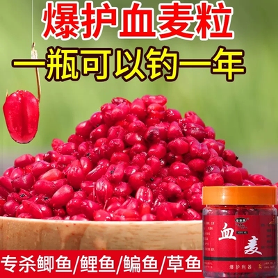 谷麦钓饵料血麦浓腥特腥鱼饵秋冬季麦子野钓万能黑坑鲫鲤草鳊窝料