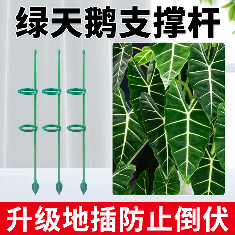 绿天鹅海芋专用支撑杆园艺植物爬藤固定架子绿植防倒伏护花支撑架