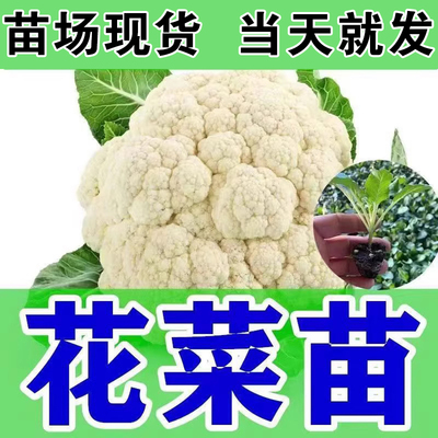 有机花菜苗秧有机花菜苗秧