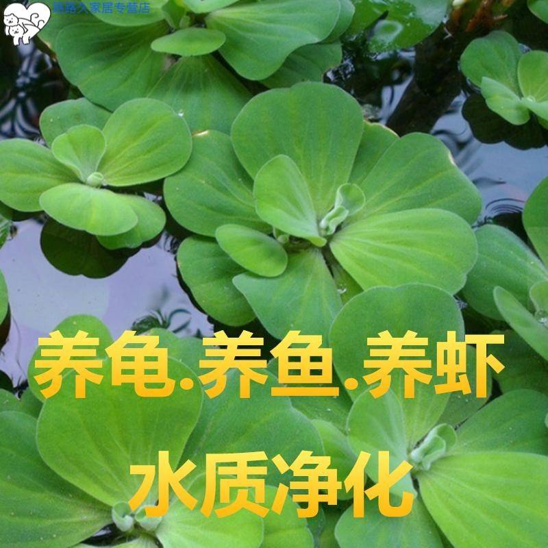 淡水生态水生水景花草盆景鱼缸水草植物活浮萍种植套餐漂浮鱼池