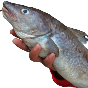 新鲜鳕鱼4斤黄海渤海大西洋深海真鳕鱼生鲜鳕鱼块银鳕鱼宝宝辅食