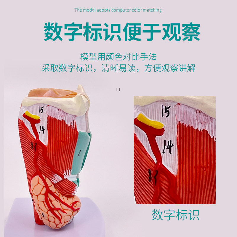 自然大喉头解剖 咽喉模型喉解剖标本喉部血管甲状腺喉结喉头喉咙