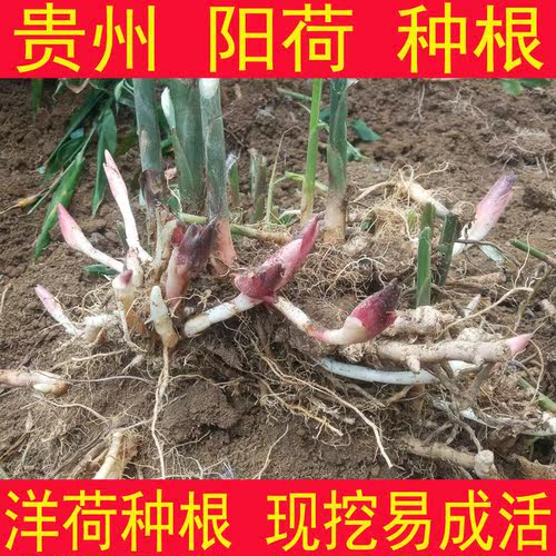 野生洋荷姜质量怎么样 野生洋荷姜口碑怎么样 小麦优选