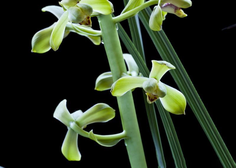 高档苞浓香蕙兰老品o种老惠z兰兰花苗 花大出架易开花包奢华