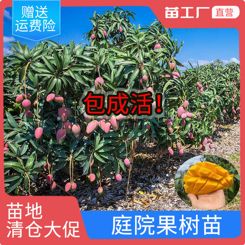 四季种盘地栽南方当年结果嫁接桂七芒四季芒金黄芒贵妃芒果树苗木