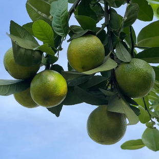南方一年结果广西土柠檬腌制柠檬配料柠檬奶茶柠檬酸料柠檬果树苗