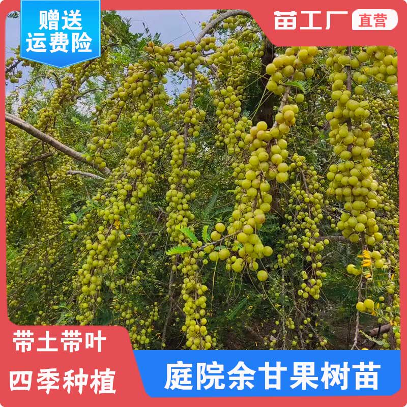 四季南方种植余甘果牛甘果油甘果油金子余甘子油甘子嫁接果树苗木