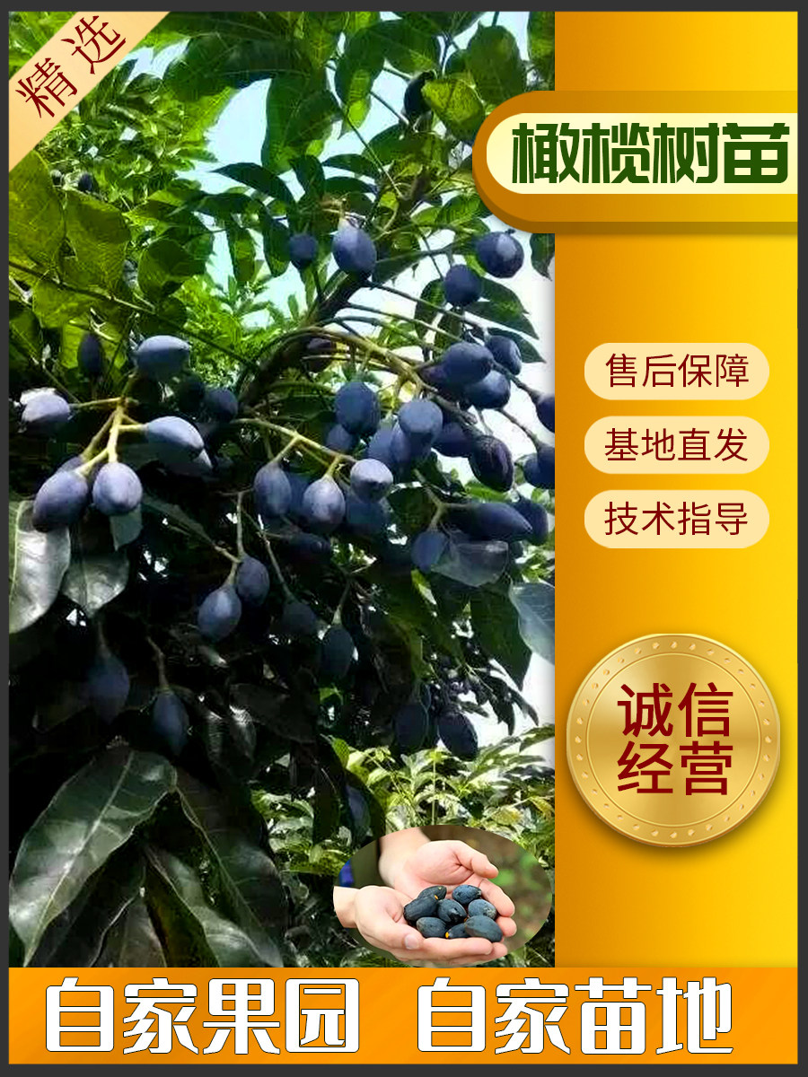 南方黑橄榄乌榄工艺榄大核榄子青榄甜榄水果嫁接三棱榄大苗果树苗