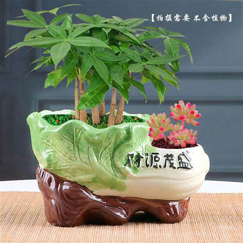 陶瓷双口连体双筒花盆个性创意植物盆发财树蝴蝶兰多肉盆栽专用盆