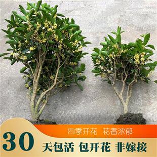 四季桂花树苗开花不断佛顶珠浓香型室外露台庭院地栽不能室内耐寒
