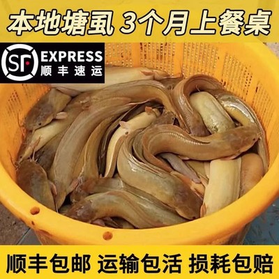 正宗好养殖鲶鱼苗本地塘