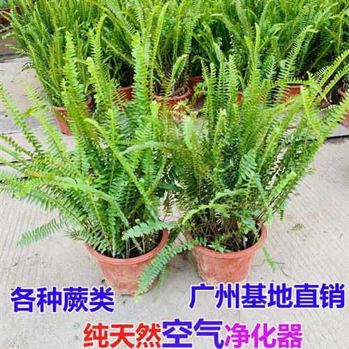 肾蕨盆栽排骨草蕨类植物阳台庭院好养花卉耐寒耐晒净化空气除甲醛