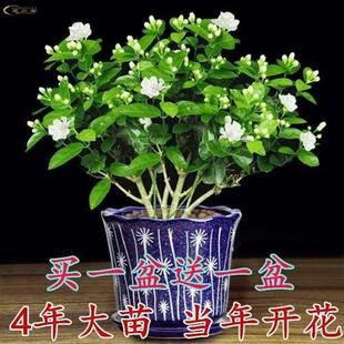 不怕晒的绿植新房除味不怕太阳晒的植物花阳台喜阳耐晒花卉喜太阳