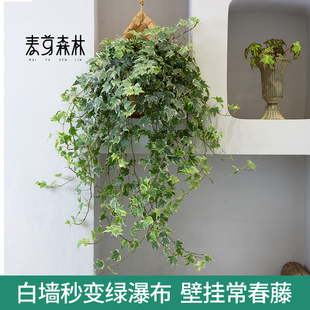 定制花叶常春藤吊兰垂吊植物壁挂绿植挂墙悬挂吊篮常青盆栽室内吸