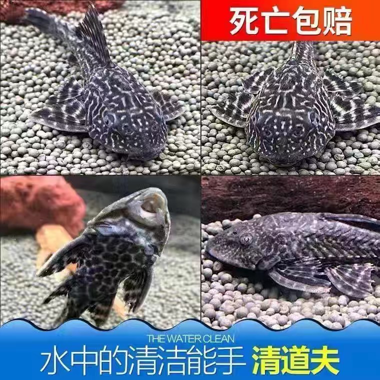 清道夫洁鱼除藻缸垃圾便