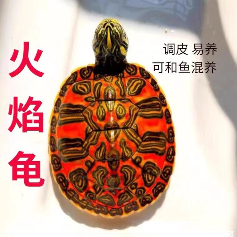 火焰龟深水龟鱼缸混养小乌龟活物稀有活体小宠物吃粪龟清洁龟素食_虎窝淘