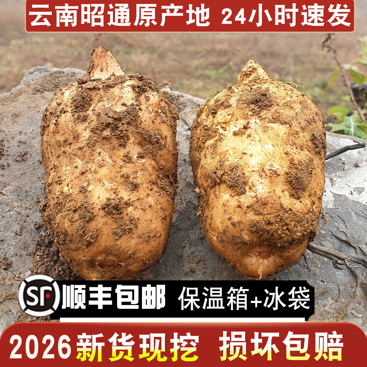 【顺丰】正品昭通新鲜天麻小草坝乌天麻云南仿野生活现挖鲜天麻