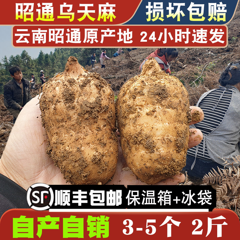 新鲜天麻1000g2斤昭通小草坝乌天麻云南仿野生500g1斤非干货特级