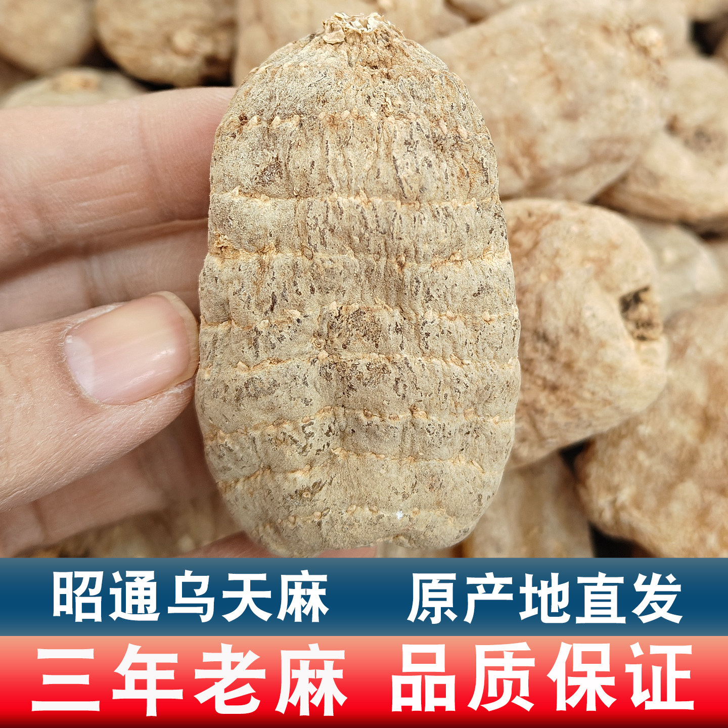 【正品】昭通天麻干货小草坝乌天麻云南天麻仿野生