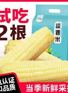[2025新玉米]东北有机新鲜白糯甜玉米大棒黄糯粘黏苞米段低脂正宗