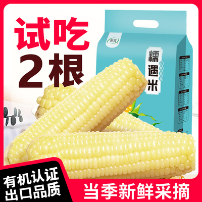 2025年新玉米正宗东北有机甜白糯