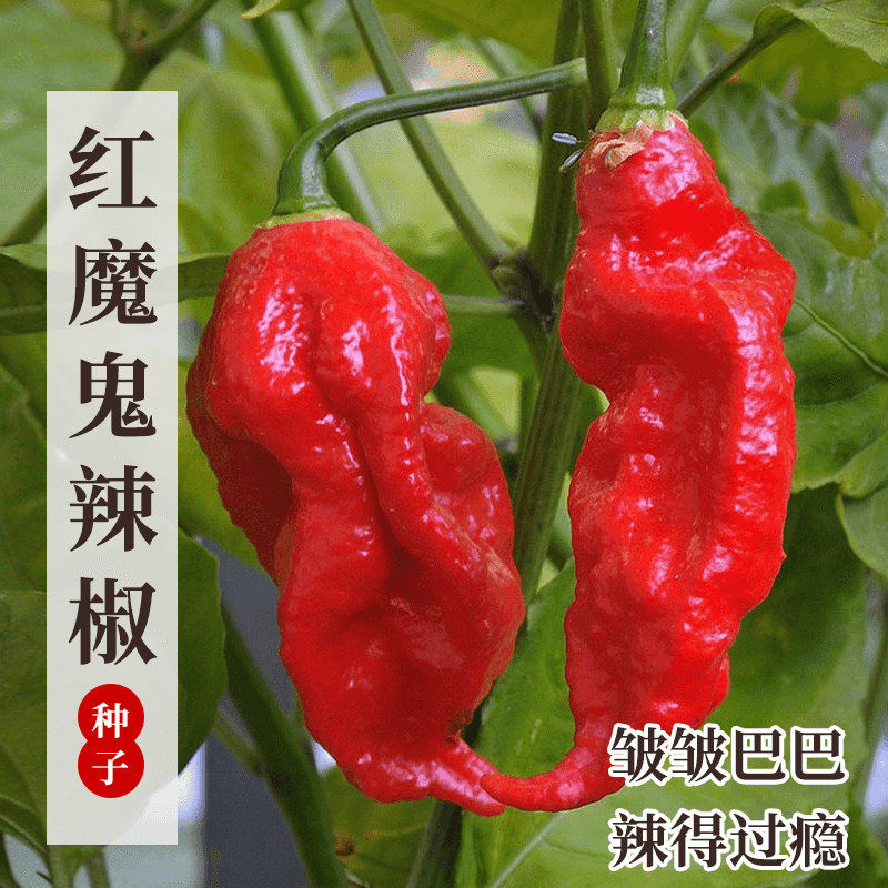 印度魔鬼椒种籽子孑辣椒苗秧苗特辣海南黄灯笼蔬菜籽种秧苗春季