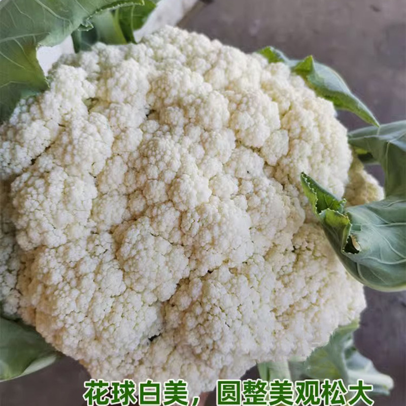庆美青梗松花菜种子有机菜花