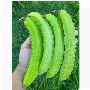 四棱豆种子苗秧豆角种籽四角皇帝豆种籽四季蔬菜菜籽孑龙豆秋播