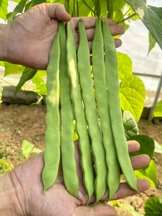 绿芸豆种籽子油豆角架扁豆种孑早熟高产豆角庭院田园春秋季播大全