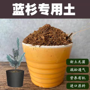 蓝杉专用土杉树盆栽盆景营养土弱酸性沙质红土壤家用绿植种植肥料