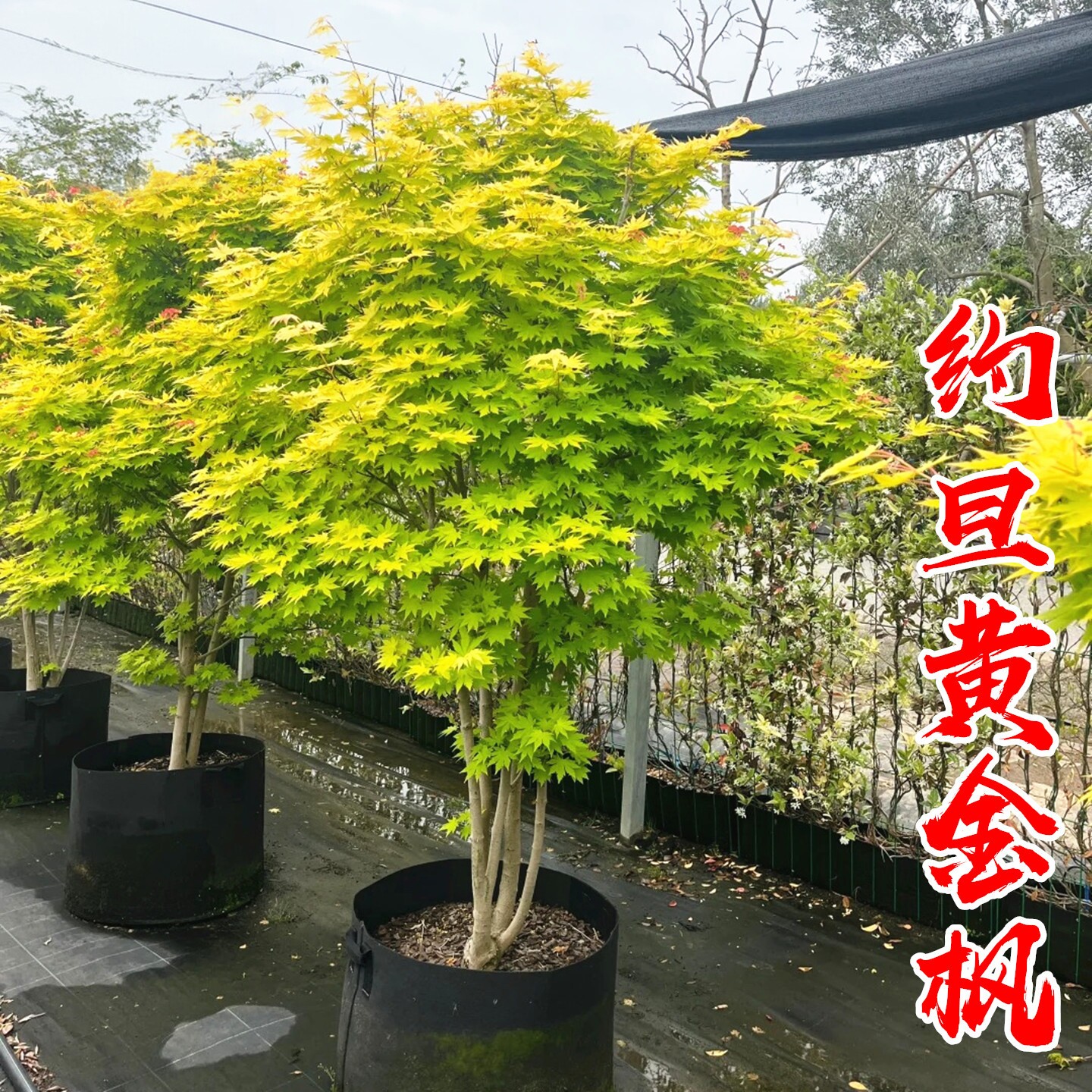 日本红枫流泉枫约旦枫树苗盆栽品种枫树庭院风景树植物彩色黄金枫
