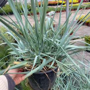 花镜植物蓝冰麦大苗盆栽庭院花镜植物灰蓝色系观赏草美观耐热易