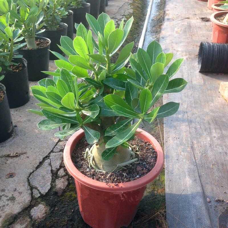 重瓣沙漠玫瑰花苗盆栽四季花卉绿植物老桩室内阳台小盆景开花不断
